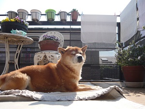 hachi2.jpg
